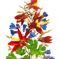 Verna pratt pressed wildflower notecard