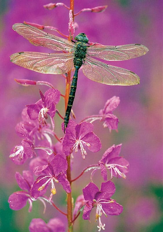 Dragon fly on fireweed blossoms.