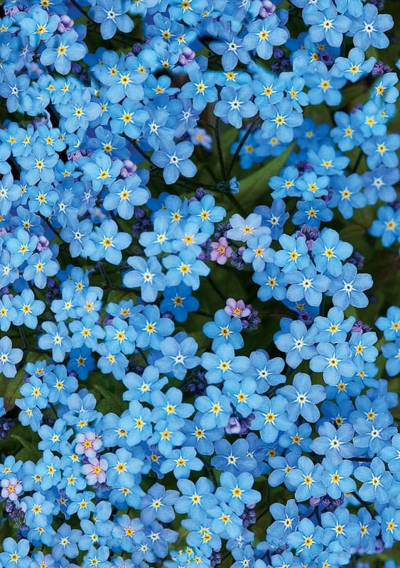 Forget-me-not blossoms, Alaska's state flower.