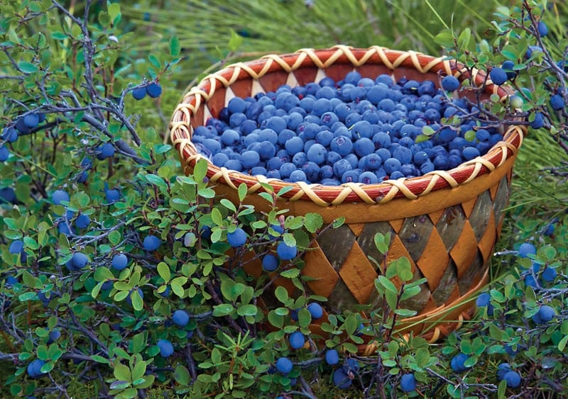 Alaska. Inupiaq birch basket full of blueberries  in a field of more berries, along the Denali Highway.