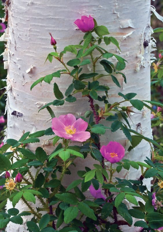 Prickly Rose, Rosa acicularis, against Birch tree, Betula papyrifera, Fairbanks, Alaska.