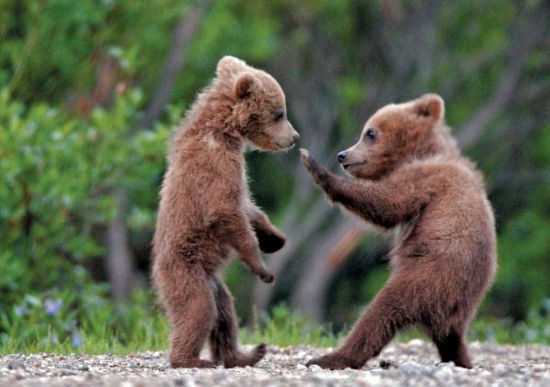 Two spring grizzly bear cubs play fighting.