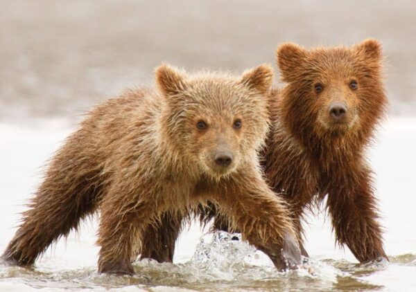Brown or Grizzly Bear cubs, Lake Clark National Park, Alaska.