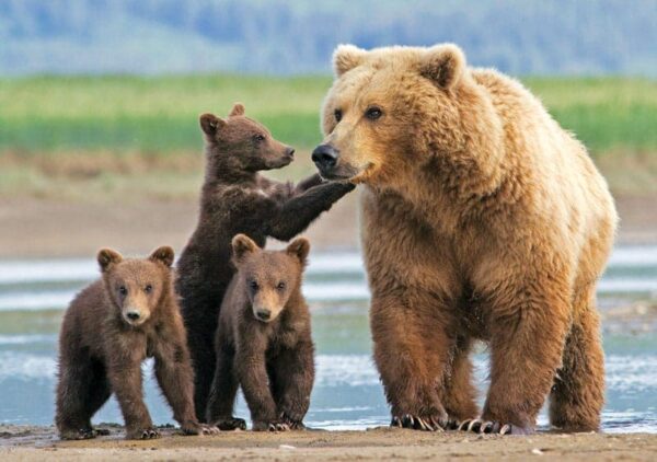 Sow brown bear with three spring cubs.