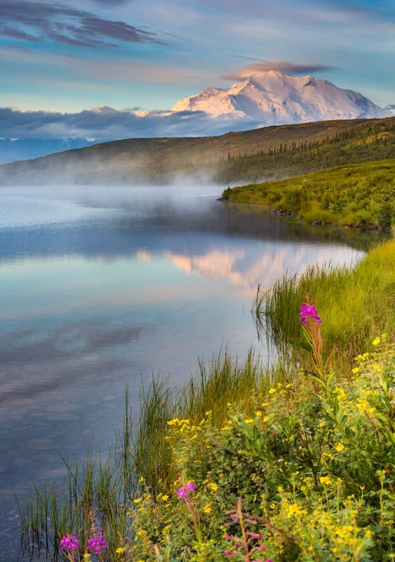 Wildflowers along the shore of Wonder Lake and Denali, North America's tallest Peak. Denali National Park, Alaska.