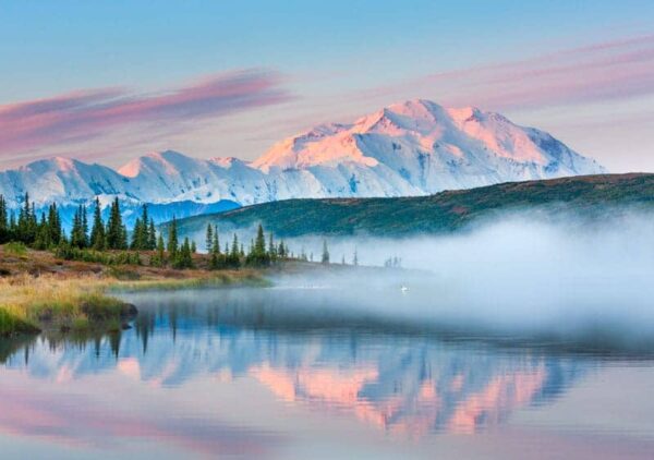 Trumpeter swan swims amidst the morning fog over the calm waters of Wonder lake at sunrise, Denali looms in the distance, Denali National park, Alaska.