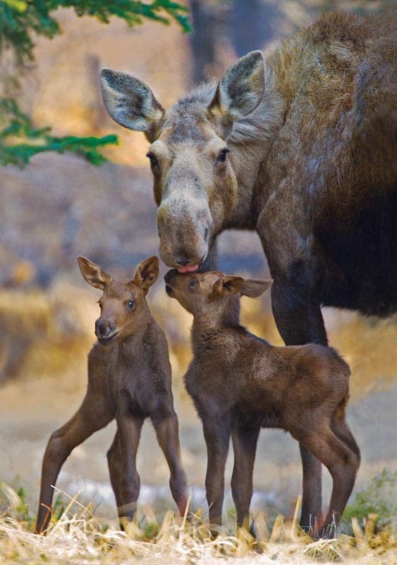 Cow moose with two newborn moose calves.