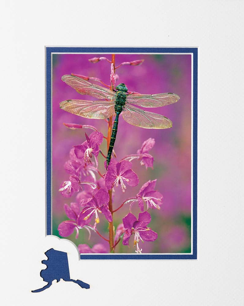 Dragonfly and Fireweed