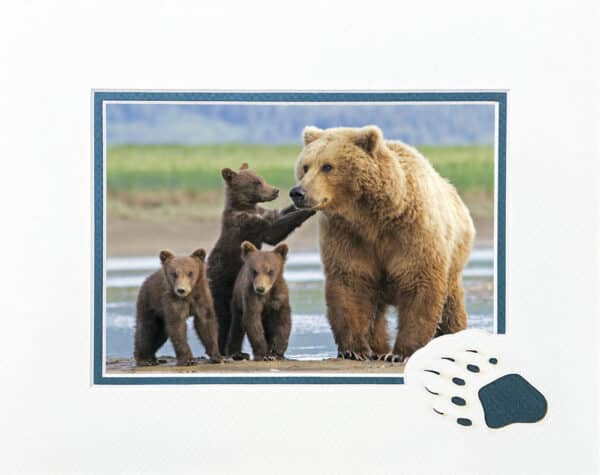 Bear Family Portrait