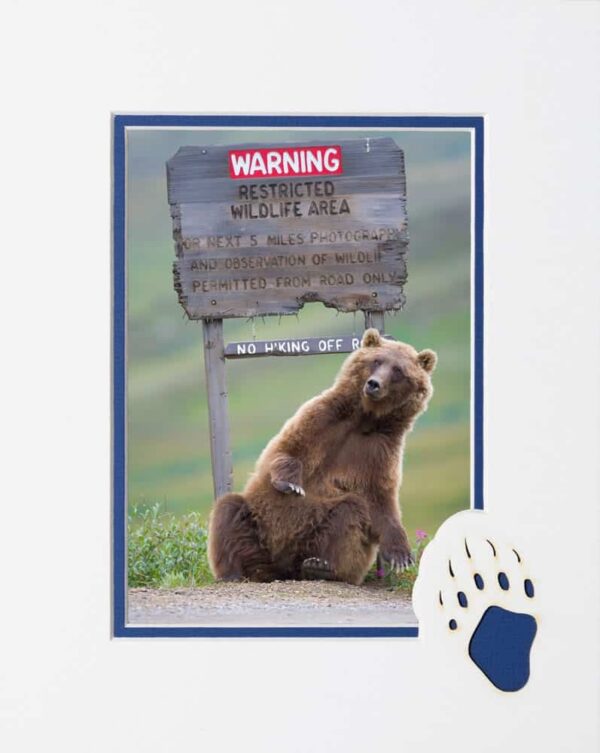 Grizzly bear scratching on sign, Denali National Park.