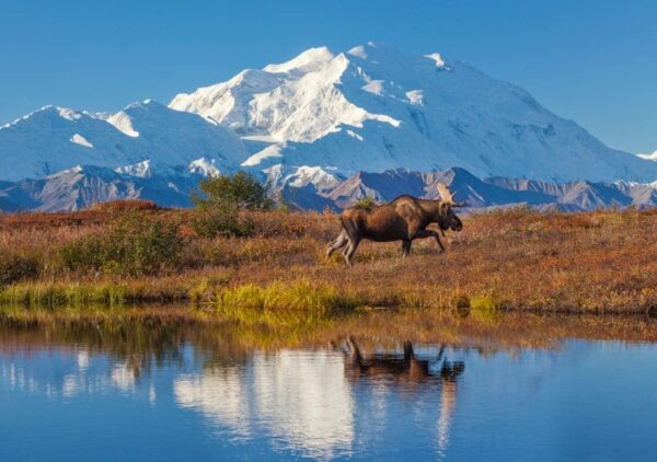 Bull moose reflection in a small kettle pond with the summit of Denali in the distance, Denali National Park, Alaska.