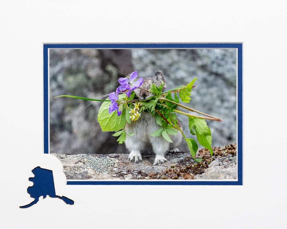 Collared Pika and flowers