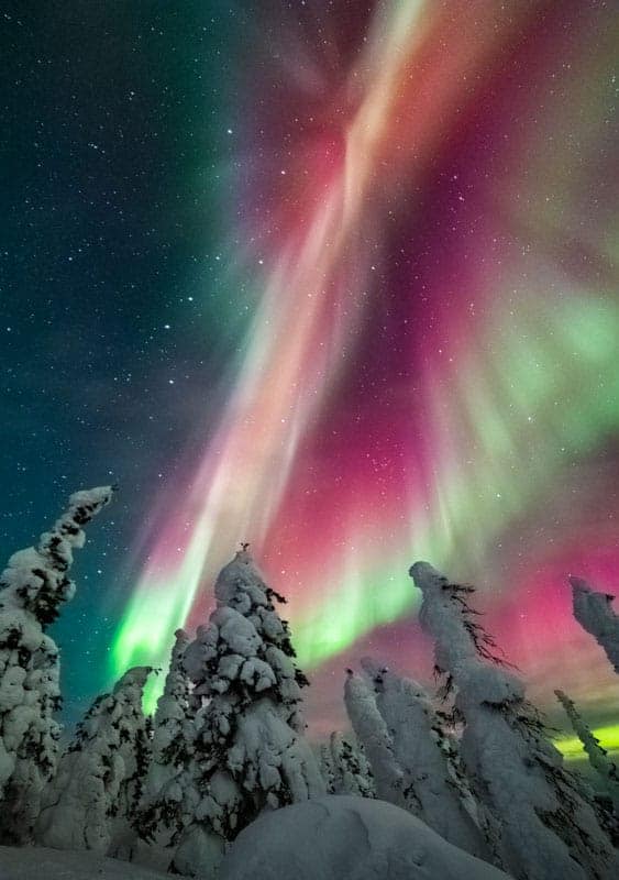 Aurora borealis over snow covered spruce trees.