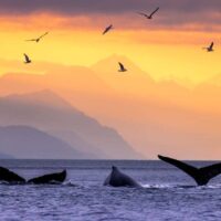 humpback whale notecard