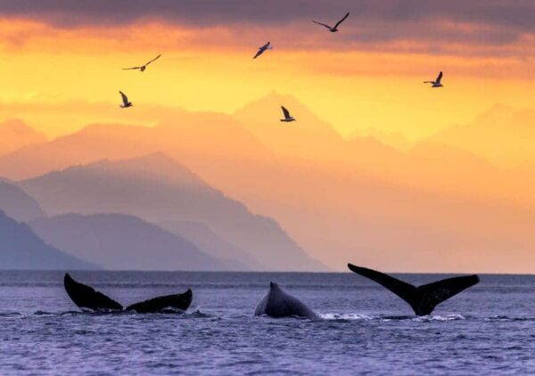 humpback whale notecard