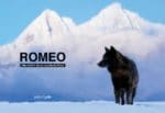 Rome: The Story of an Alaskan Wolf