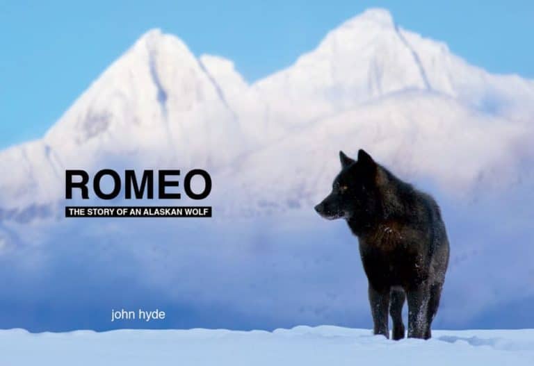 romeo the story of an alaskan wolf