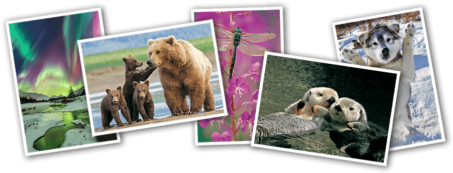 Alaska greeting cards