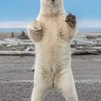 Polar Greetings