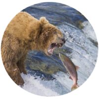 Brown bear sticker