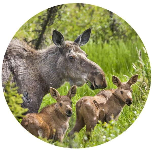 Moose and calves sticker