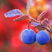 Alaska blueberries