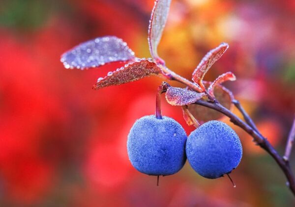 Alaska blueberries