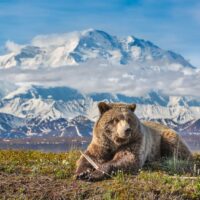 Denali Grizzly