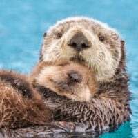 otter love