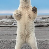 Polar greetings