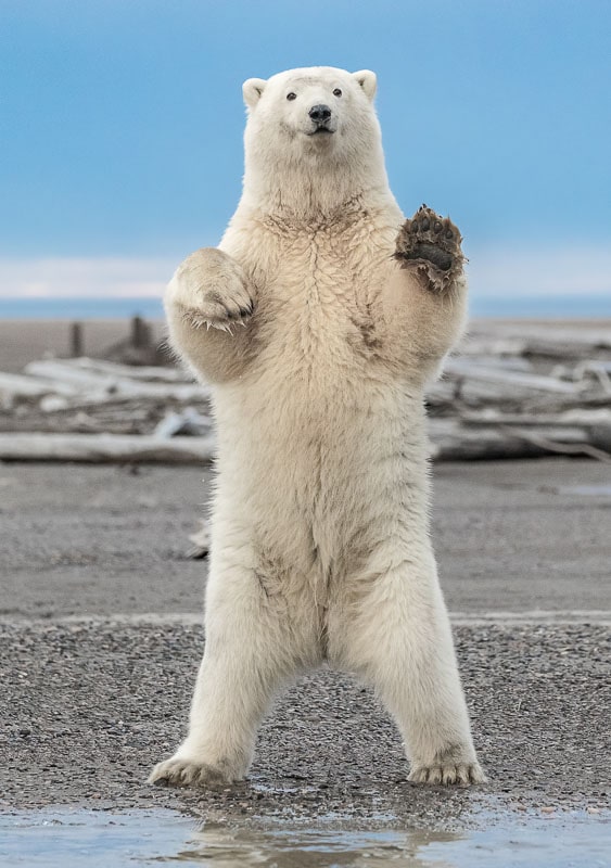 Polar greetings