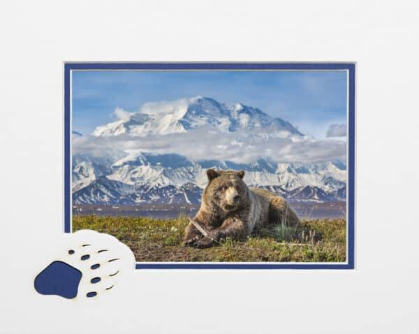 Denali Grizzly matted card