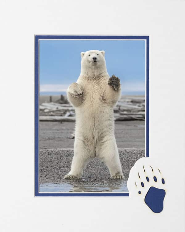 Polar Greetings matted card