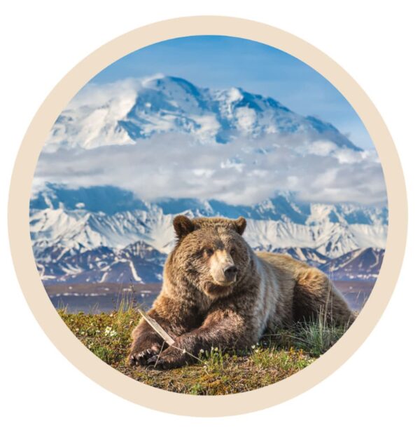 denali-grizzly sticker