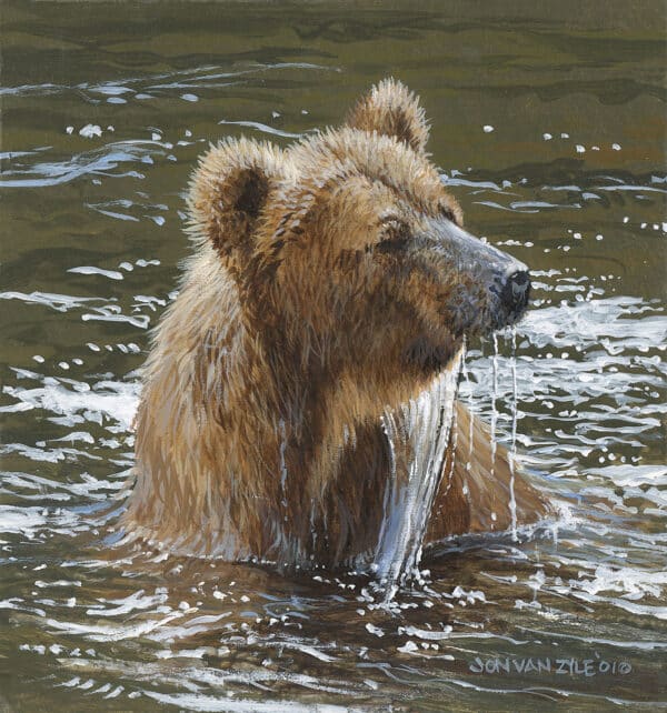 Chillin Bear. Brown bear or grizzly bear sitting in water, just pulled his head out of water fishing, with water dripping of his head in summer.
