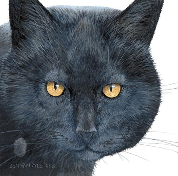 Close up portrait of domestic cat. Black cat with yellow eye looking at viewer.