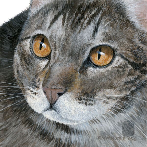 Close up portrait of domestic cat. Gray tabby cat with yellow eye looking up to left.