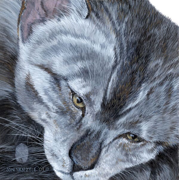 Close up portrait of domestic cat. Gray cat with yellow eye looking down, closing eye.