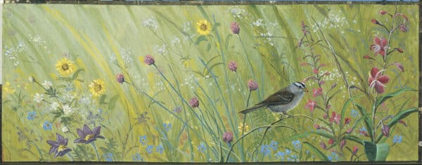 Joyful Song. White crowned sparrow perched on tree branch in blooming summer wildlflower, including fireweed, forget me not, chocolate lily, arnica, arctic daisy,