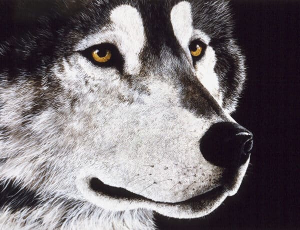 Wolf Face. Close up portrait of black and white wolf with yellow eyes looking off to the right side at night.