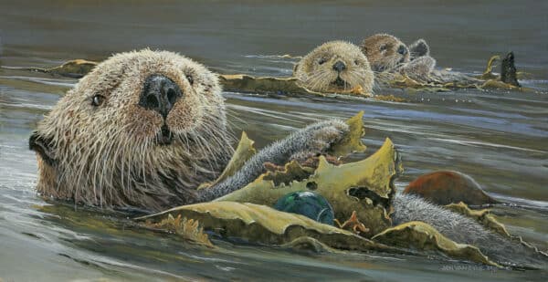 Otters. Three sea otter floating on their back in ocean, each with kelp looking at viewer. Otter in front has green glass ball in kelp.
