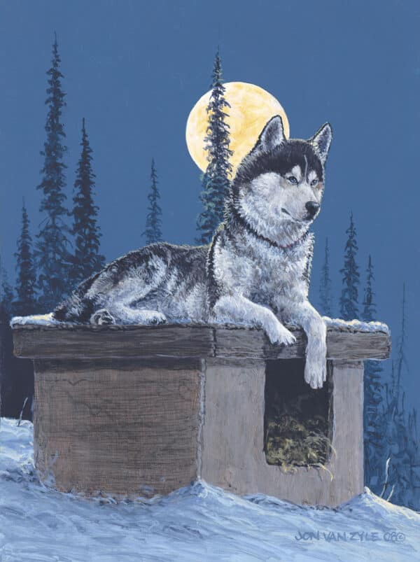 Moonlight Leader. Lead dog husky sled dog lying on top of his dog kennel, filled with straw, at night in winter with spruce trees  and snow, and full moon on clear night.