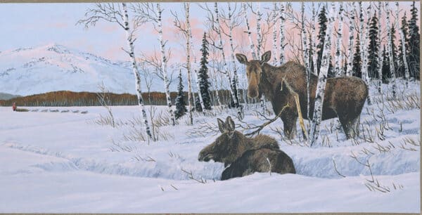 Moose Mush. Two moose, one standing and looking at viewer, one lying down in snow looking off to the right, on edge of birch forest, with musher with dog sled and dog mushing across frozen water, with tree forest in background and snow covered mountain at sunset sunrise.