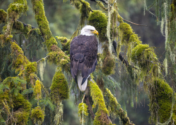 Tongass Sentinel