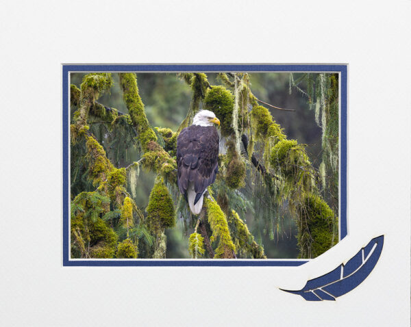 Tongass Sentinel matted card