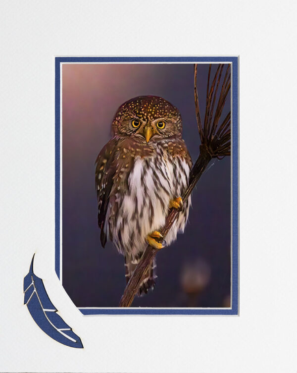Owl Stare matted card