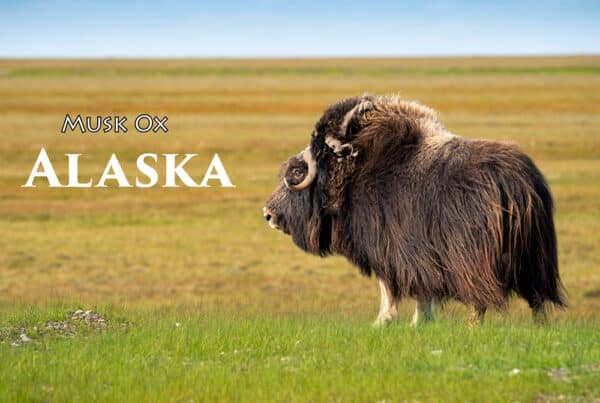 Musk Ox